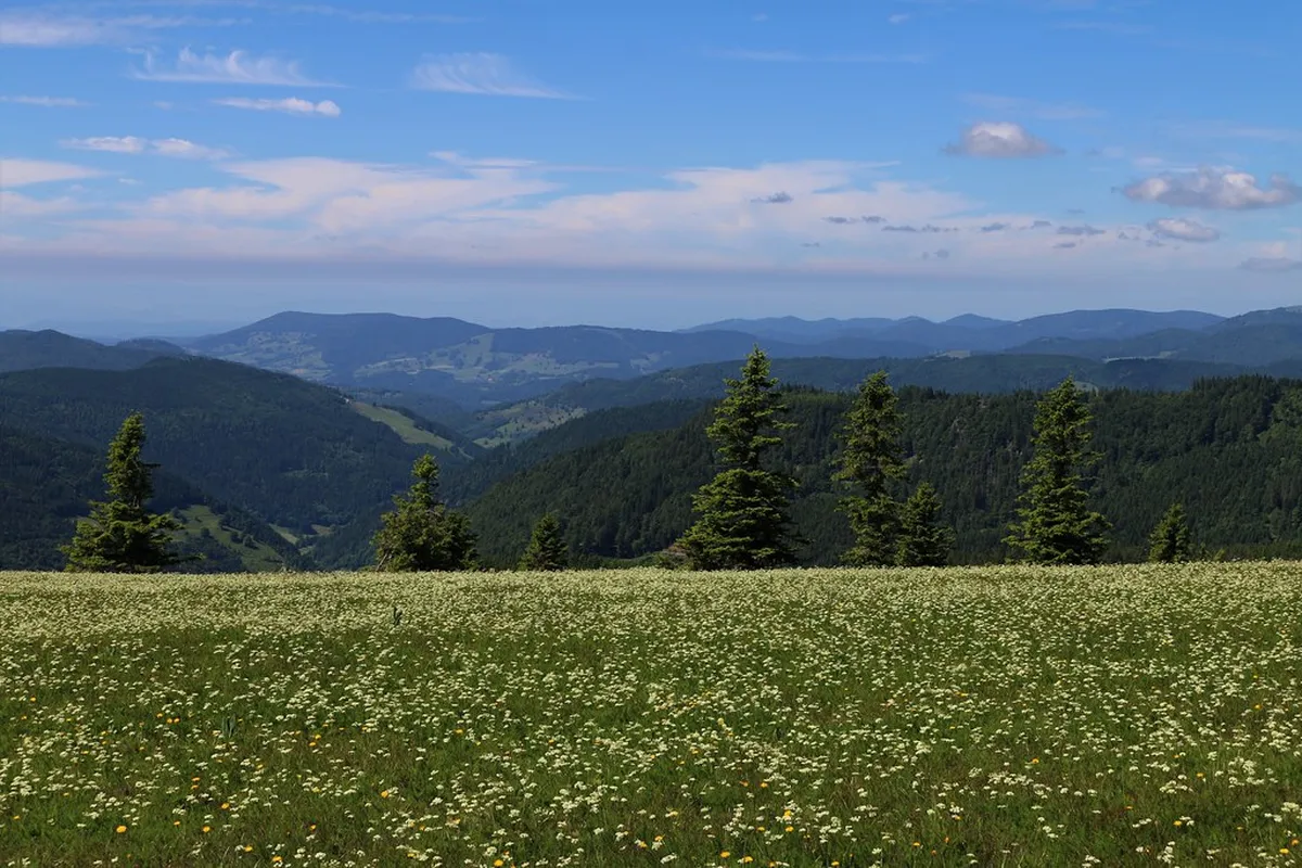 Top Baden-Baden Day Trip Ideas for 2025 Adventures