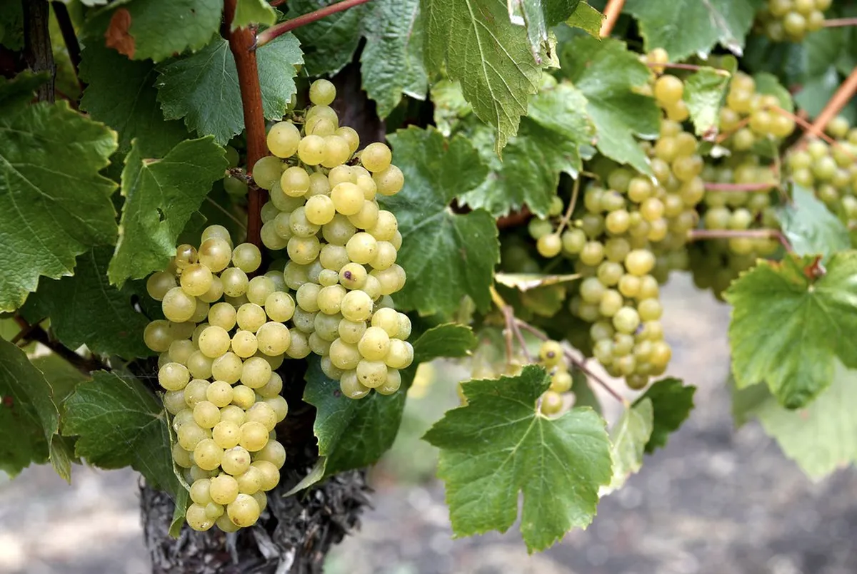 Beaune History Culture Guide: Uncover Burgundy's Heart