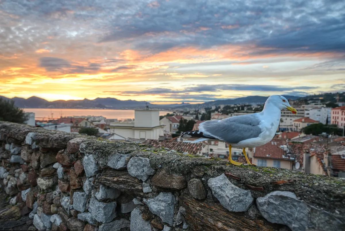 Discover the Best Cannes Attractions for 2025