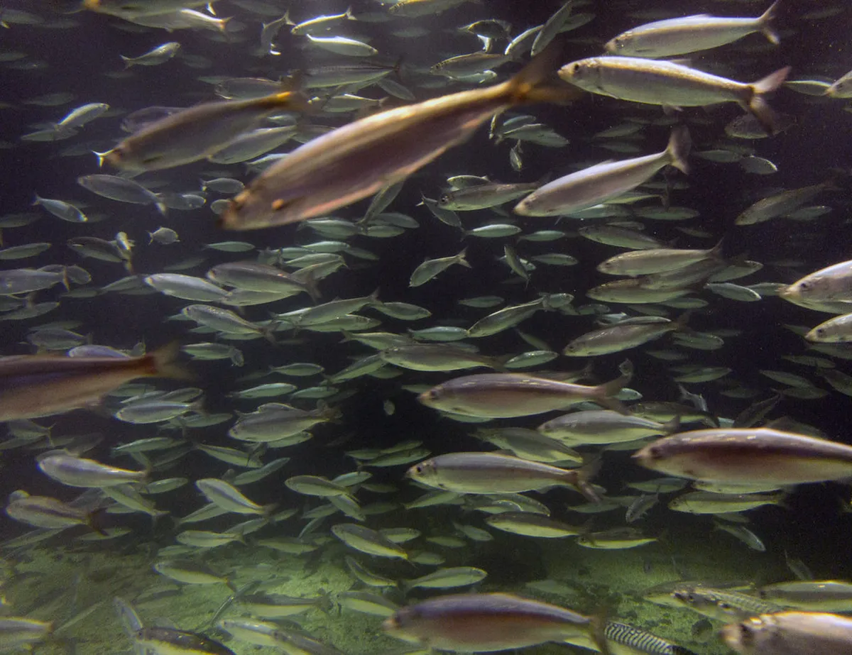 Ålesund Architecture: Art Nouveau vs. Modern Styles