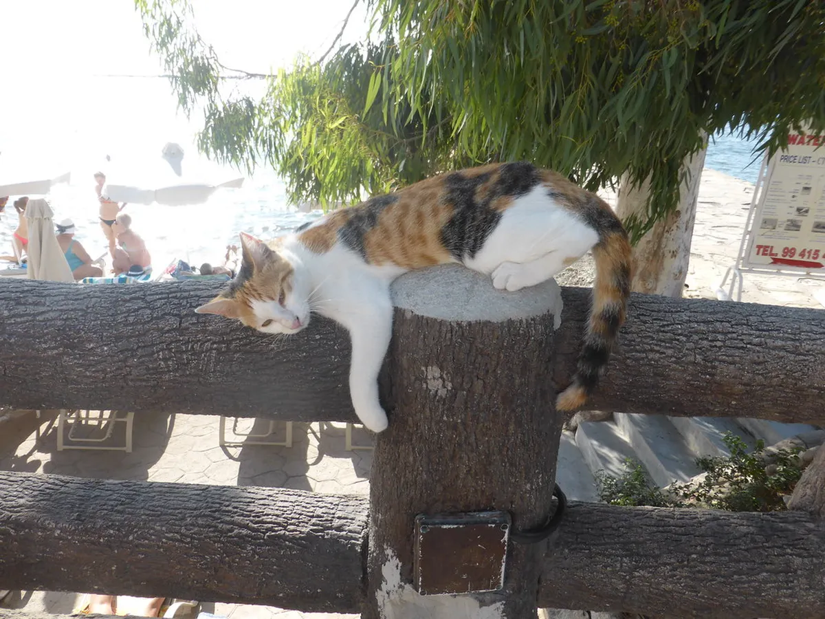 Getting Around Limassol: Your Top Transportation Tips for 2025