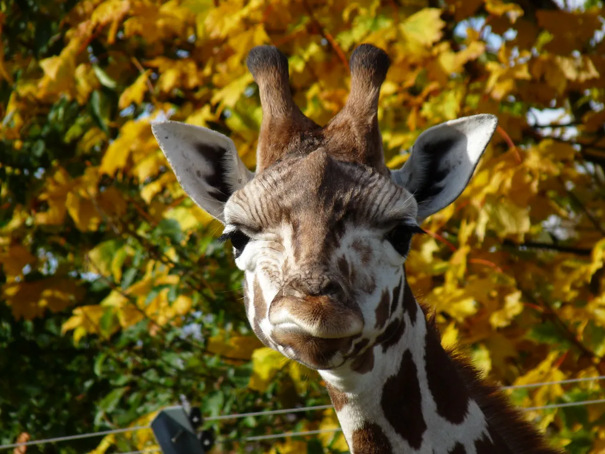 Givskud Zoo Billund Tips: Your Ultimate 2025 Family Guide