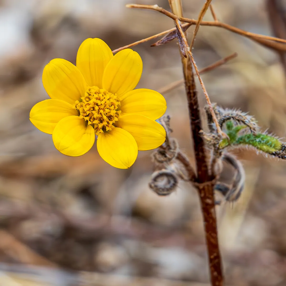 How Coastal Environment Shapes Bodø Architecture in 2025