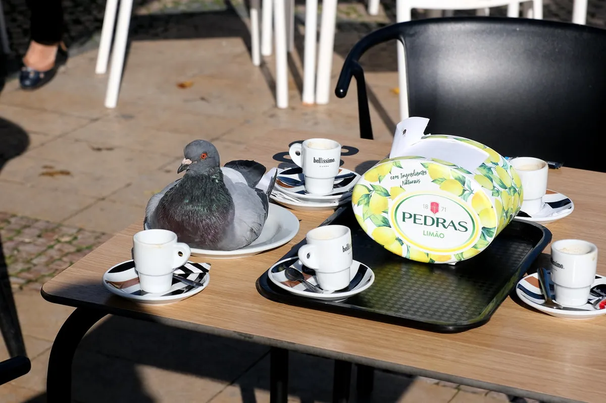 How to Get to Setúbal 2025: Your Complete Portugal Travel Guide