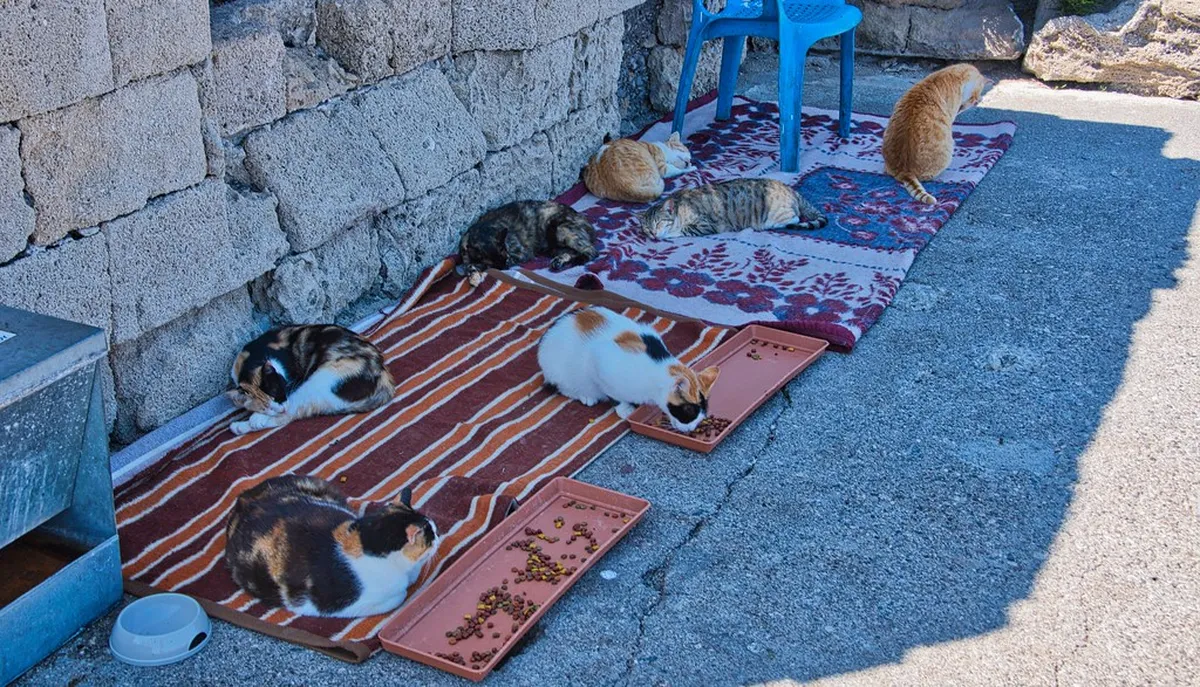 Savoring Rhodes: A Guide to Local Food in Rhodes Town