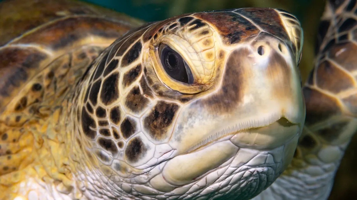 Bakklandet Trondheim: Preserving Historic Wooden Houses in 2025