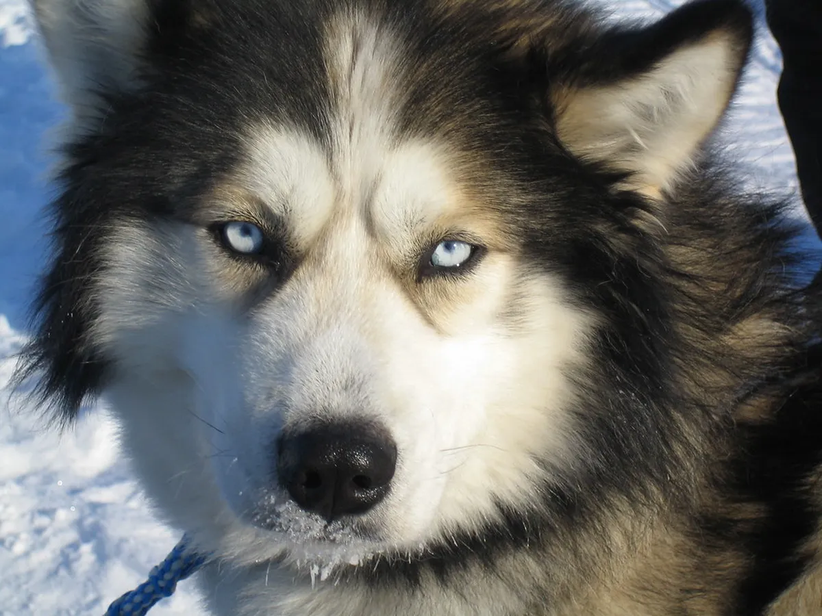 Rovaniemi Husky Safari Book: Ultimate 2025 Guide