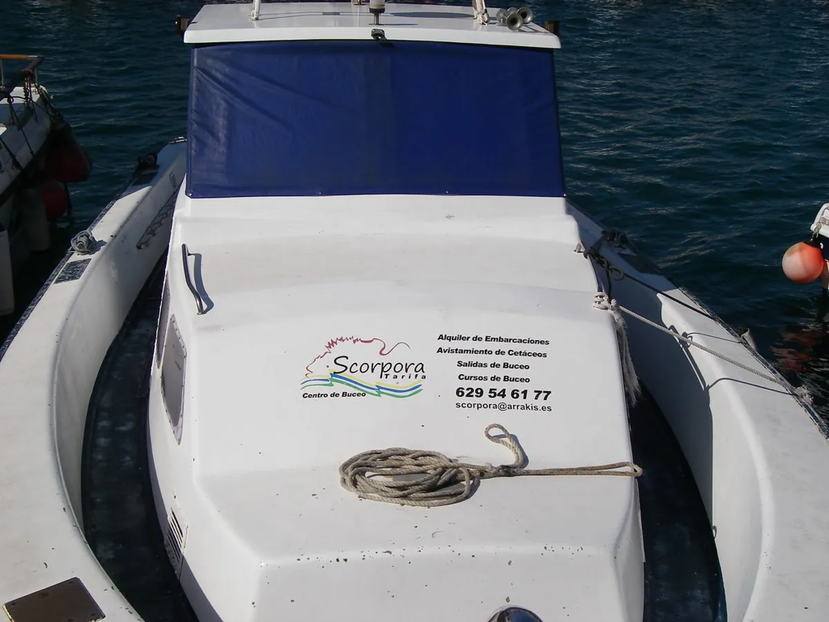 Tarifa Whale Watching Tips: Your Ultimate Guide for 2025