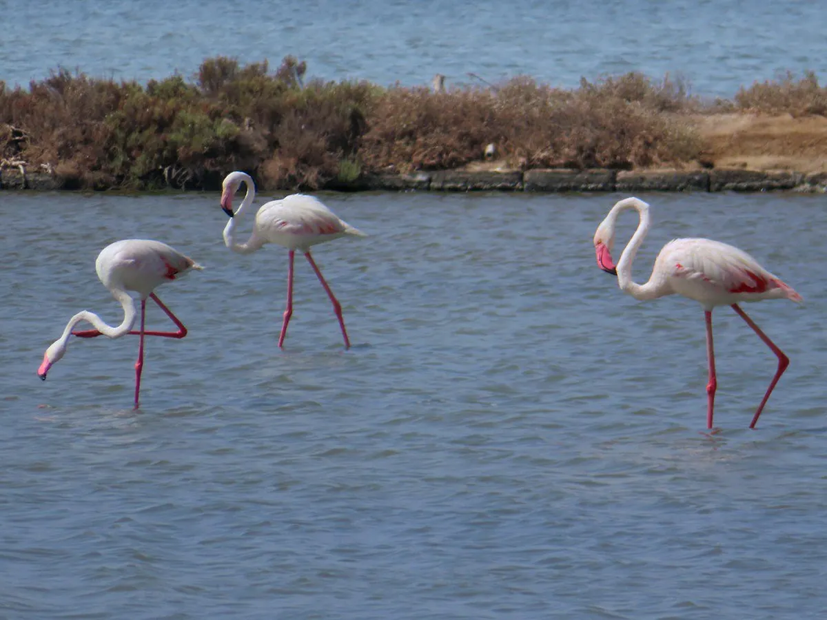 Trapani Salt Pans Tour: Guide to Sicily's White Gold